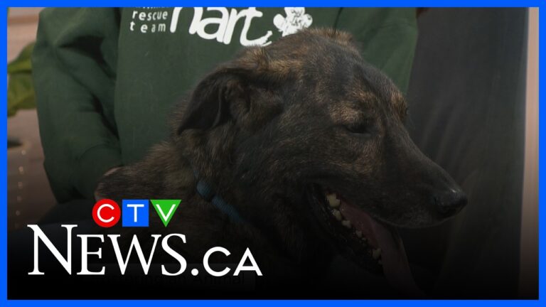 Process and benefits of fostering a pet – YouTube