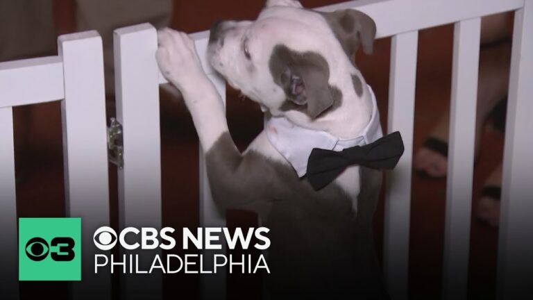 Rescue animals look for forever homes at Fur Ball in South Philadelphia – YouTube