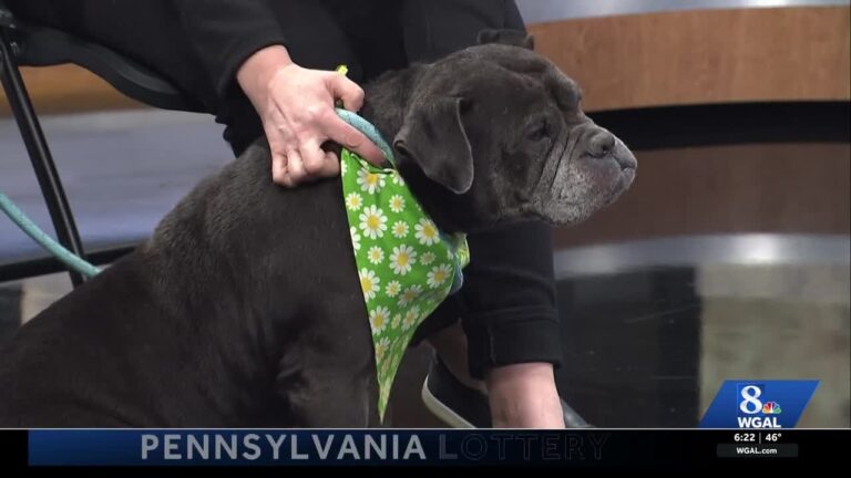 WGAL Paws and Pals – YouTube