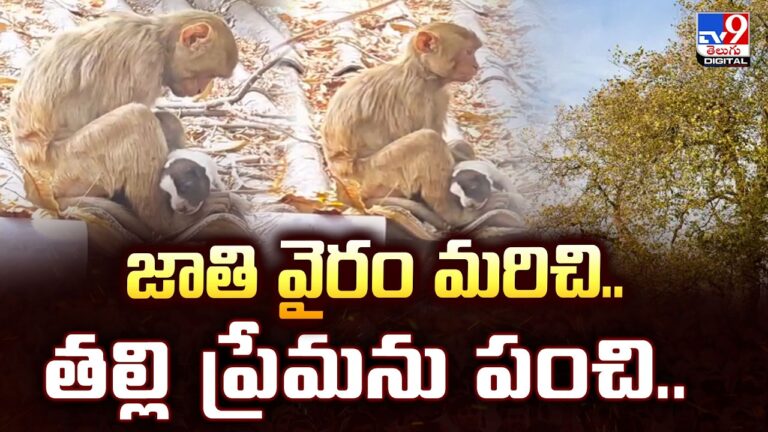 Monkey Shows Motherly Love to Stray..