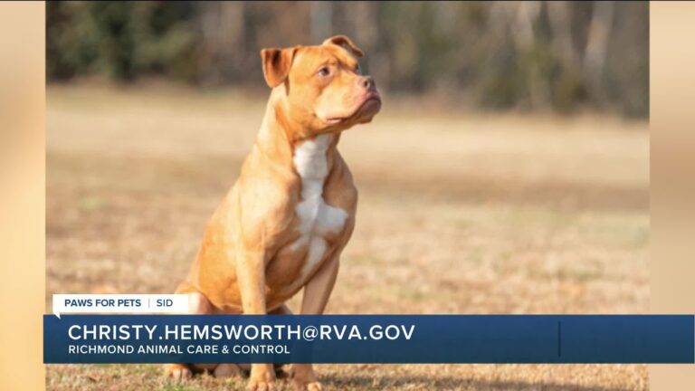 Paws for Pets: Sid, a silly, affectionate boy who enjoys other dogs – YouTube