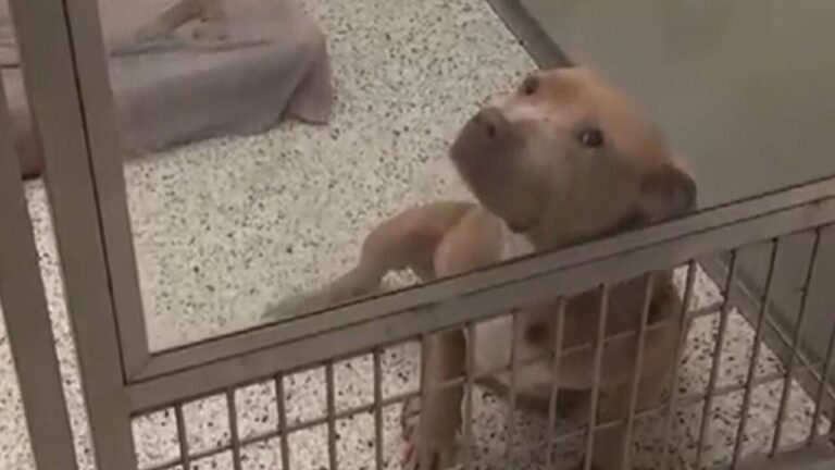 Dog Adopt-a-Thon happening in Alpharetta - YouTube