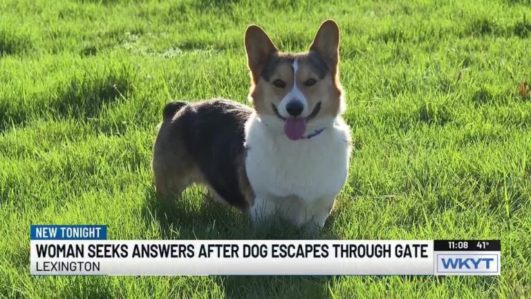 Lexington woman says cable contractor left gate open, dog escaped – YouTube
