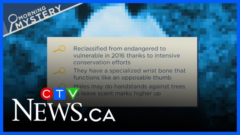 Name the big, fluffy species! | Morning Mystery – YouTube