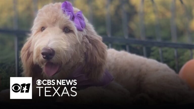 Honey, the comfort dog, helps North Texas families find peace after loss – YouTube