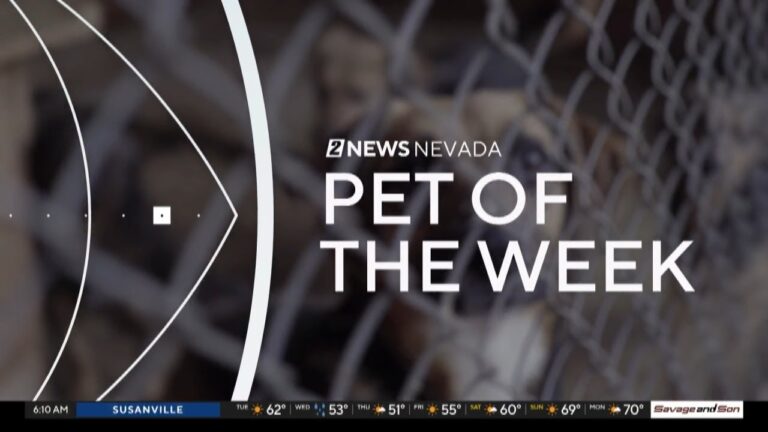 Pet of the Week: Moonlight – YouTube