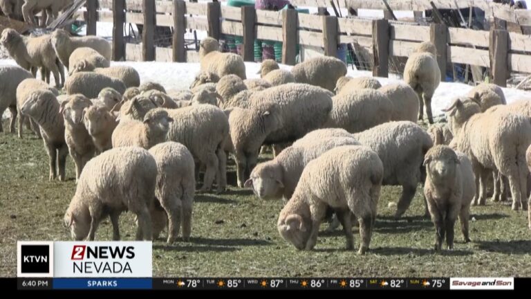 Nevada Backroads: Collecting wool from Nevada’s sheep – YouTube