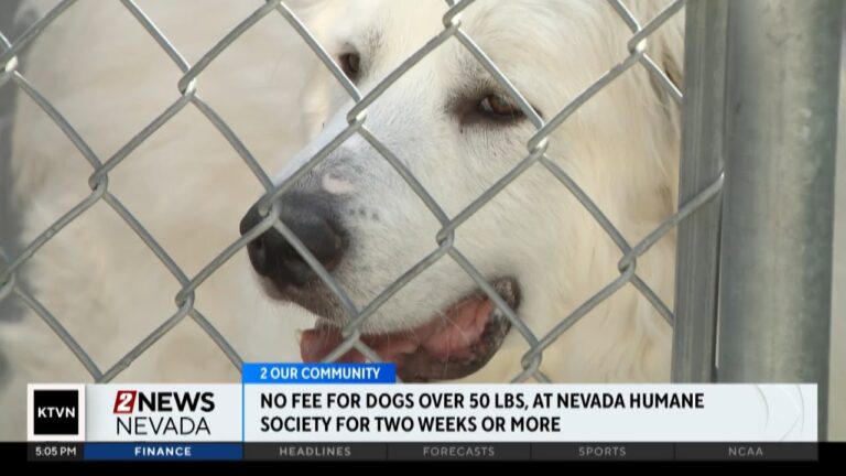 Nevada Humane Society offering free big dog adoptions – YouTube