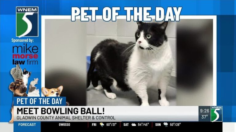 TV5 Pet of the Day: Meet Bowling Ball! – YouTube