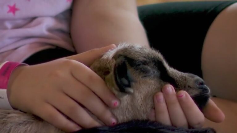 ‘Baby Animal Days’ begin at Dutch Hollow Farms – YouTube