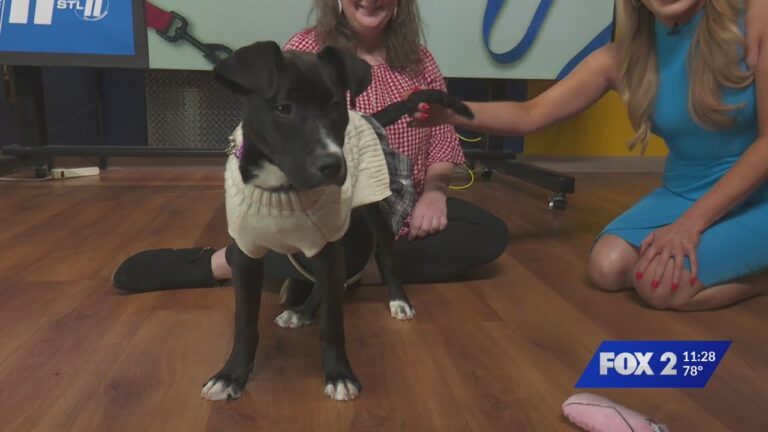 Pet Adoption: Maisey – YouTube