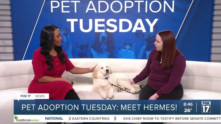 Pet Adoption Tuesday: Meet Hermes! – YouTube