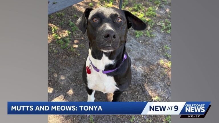Mutts and Meows: Meet Tonya – YouTube