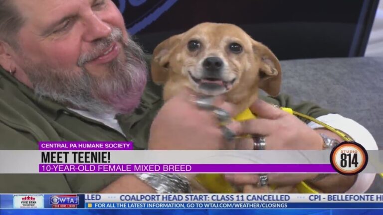 Teenie gal… with a big heart! Adopt Teenie from the Central PA Humane Society – YouTube