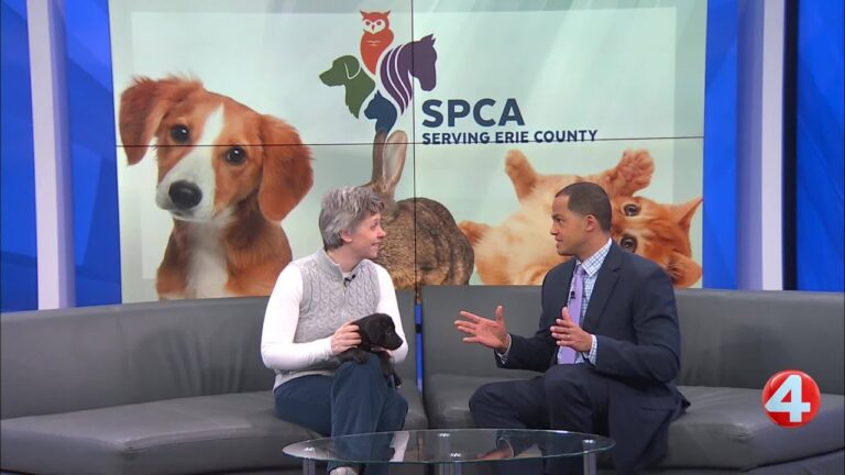 Litter of puppies soon to be up for adoption – YouTube