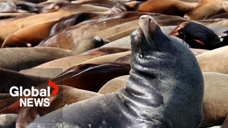 Sea lions take over BC beach – YouTube