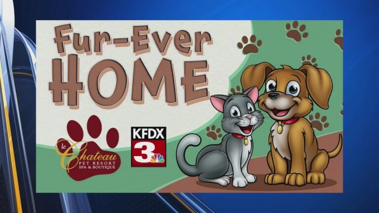 Meet Midnight Crawler from the Clay Co. Animal Shelter! – YouTube