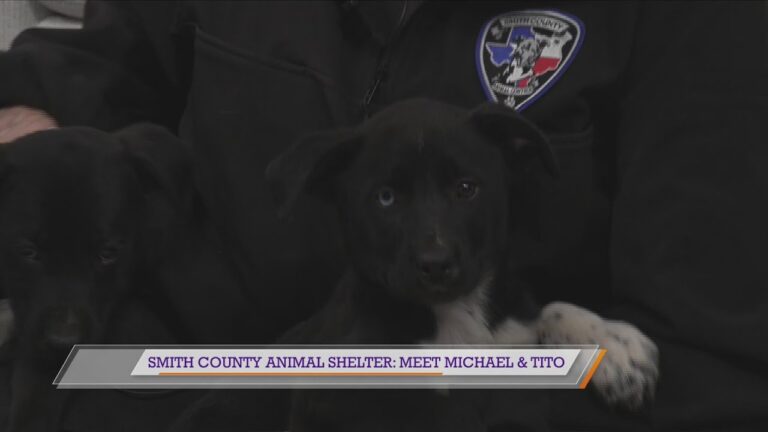 Smith County Animal Shelter: Meet Michael and Tito – YouTube