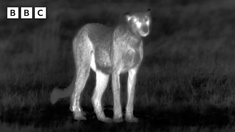 Cheetah mum vs leopard | Big Cats 24/7 Series 2 – BBC – YouTube