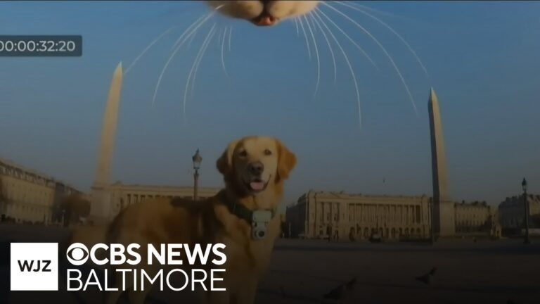 GlocalMe releases collar-mounted smartphones for dogs and cats – YouTube