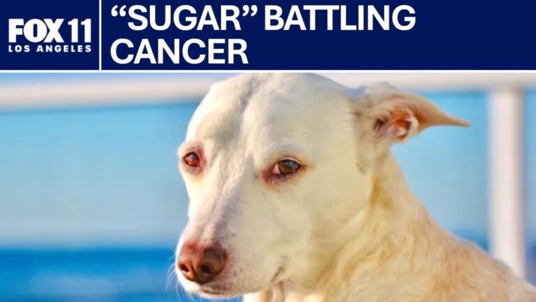 Surfing therapy dog battling cancer | FOX 11 LA – YouTube