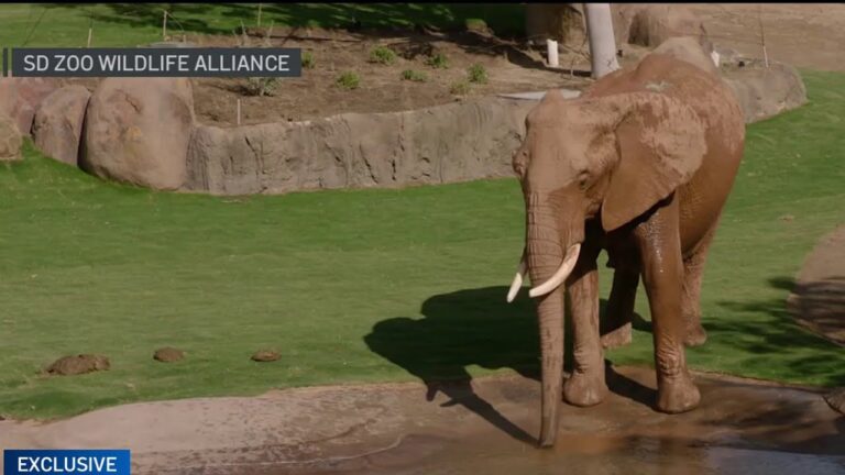 Walk with giants at San Diego Zoo Safari Park’s new ‘Elephant Valley’ – YouTube