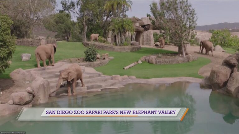 San Diego Zoo Safari Park’s new Elephant Valley – YouTube