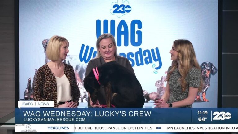 Wag Wednesda: Meet Valkyrie from Lucky’s Crew Animal Rescue – YouTube