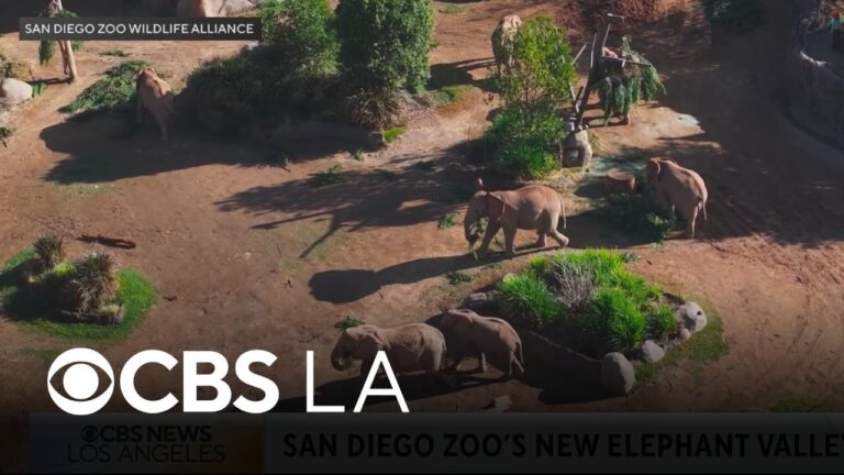 San Diego Zoo Safari Park’s Denny Sanford Elephant Valley allows guests to walk aside …