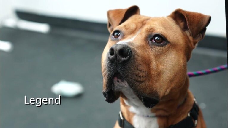 Years in the shelter, these dogs, cats still hoping for a forever home – YouTube