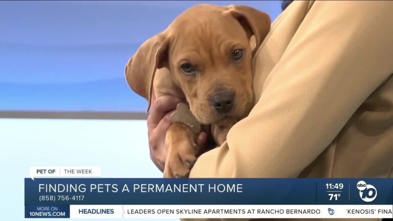 10News Pet of the Week: Oregano – YouTube