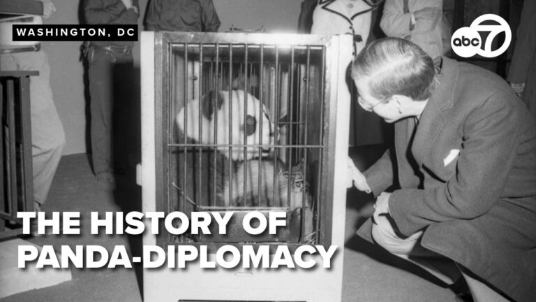 From dinner to diplomacy: How giant pandas first came to National Zoo – YouTube