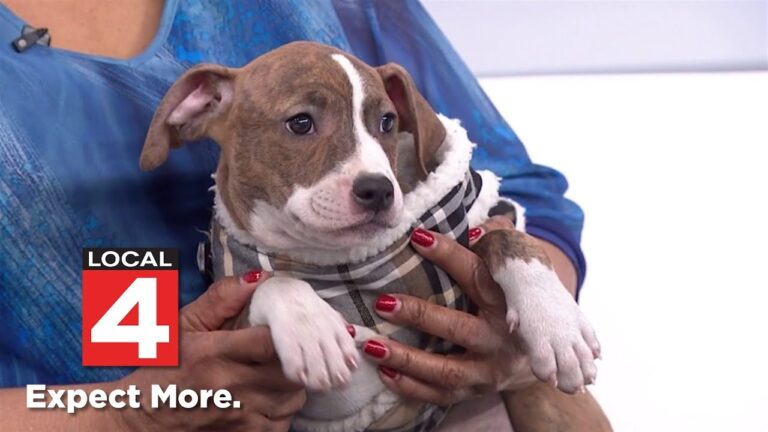 Pet of the Week: Meet Brinkey! – YouTube