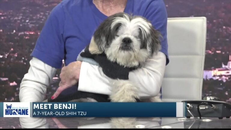 Benji the Blind Pup Available to Adopt at Santa Barbara Humane – YouTube