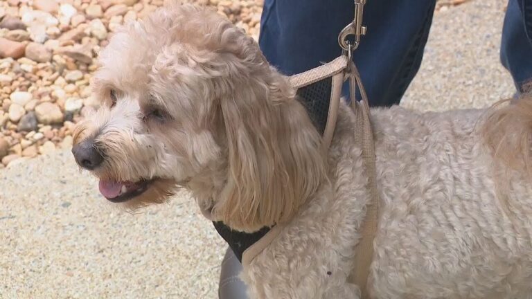 Coyote takes off with small dog, drops it on busy Cobb road | WSB-TV – YouTube