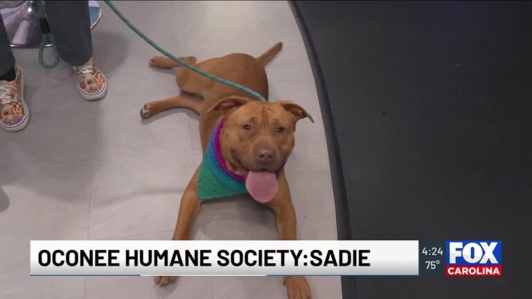 Four Legged Friends: Sadie – YouTube