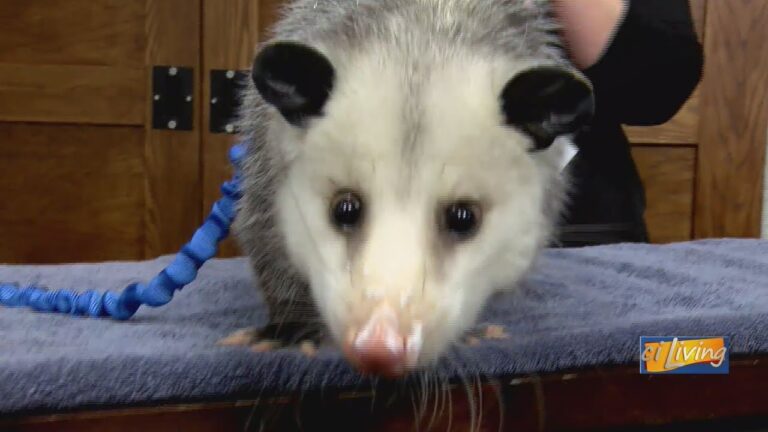 From Baby to Adult: Pesto the Opossum Returns – YouTube
