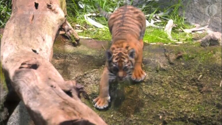 Endangered Tiger Cub born at Berlin Zoo – YouTube