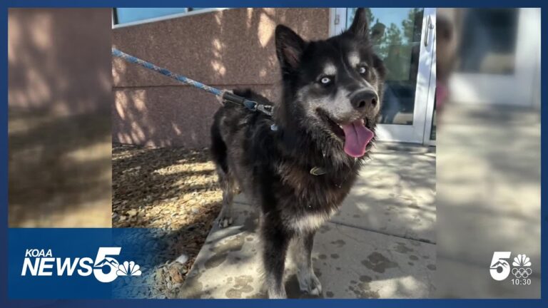 News5 staff helps lost puppy find his family Wednesday afternoon – YouTube