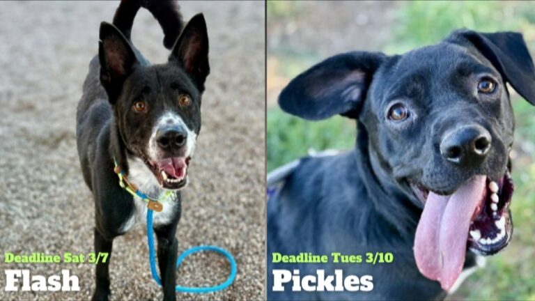 Pima Animal Care Center seeks homes for dogs on deadline – YouTube