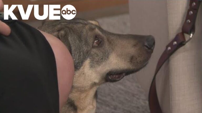 Meet Pimento, a dog available to adopt from Austin Pets Alive! | Pet of the Week – YouTube