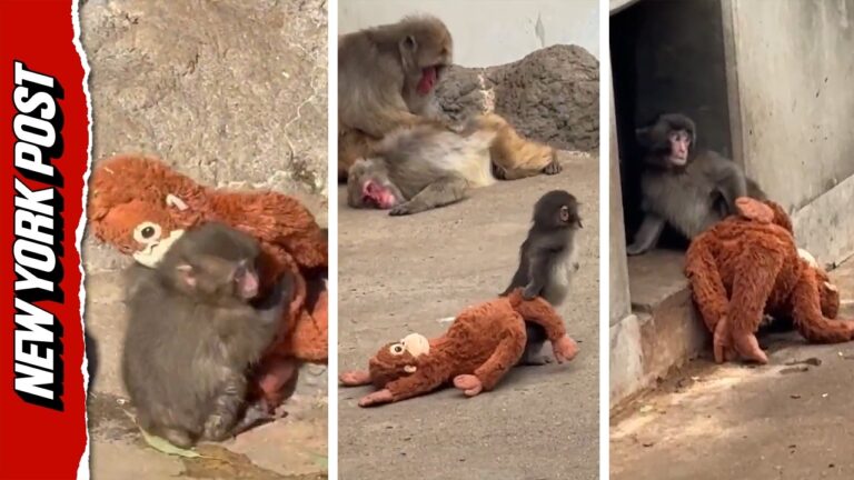 Watch Beloved Punch the Monkey's Journey from Outcast to Acceptance – YouTube