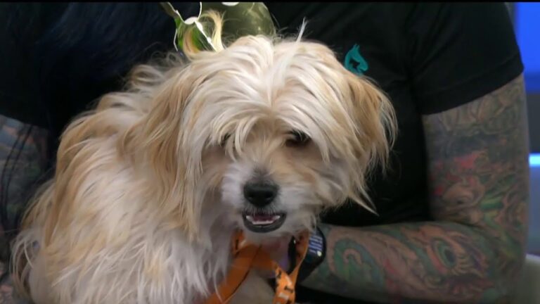 Churro is the Pet of the Week | NBC 7 San Diego – YouTube