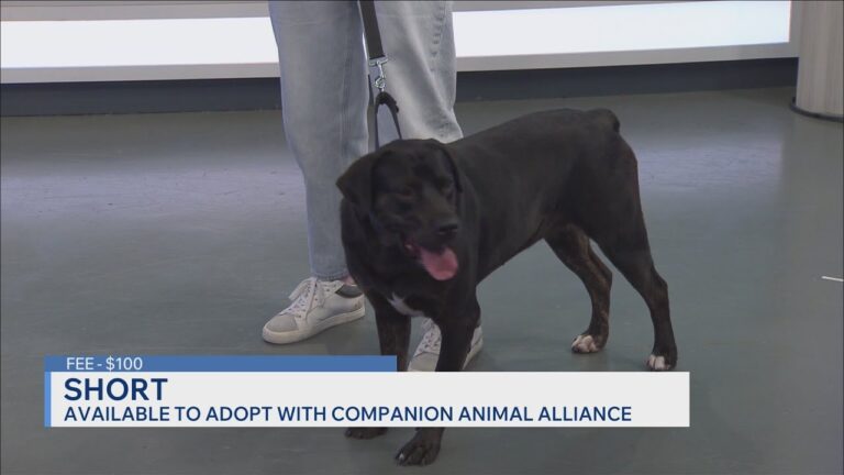 Furry Friends Friday – Meet Short – YouTube