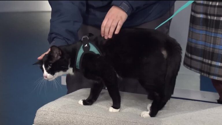 Pet of the Week: Finnegan – YouTube