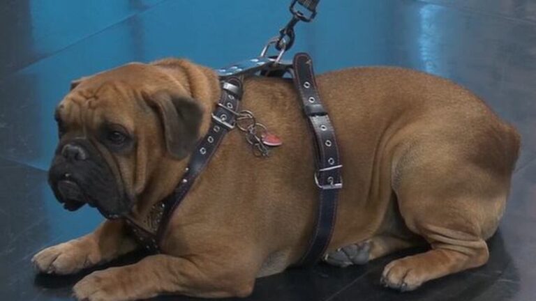 Elite Therapy Dogs calm anxiety in a courtroom setting – YouTube