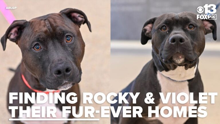 Meet Rocky and Violet: An adorable duo looking for a home together – YouTube