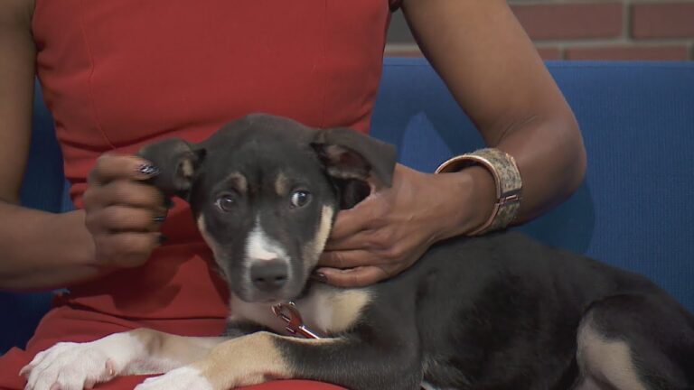 PAWS Chicago Pet of the Week: Mojito – YouTube