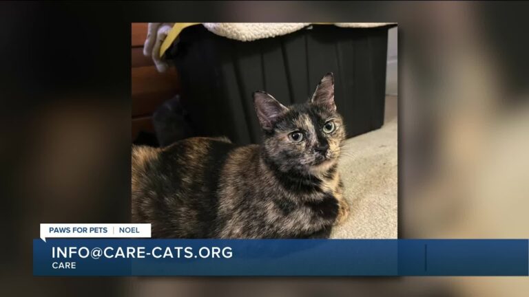 Paws for Pets: Noel, a bright, affectionate kitty with a gentle personality – YouTube