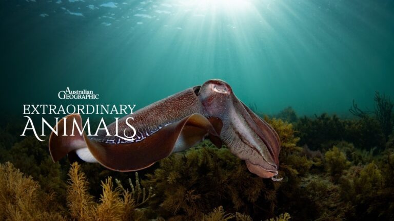 The Giant Cuttlefish’s Camouflage Secrets | Extraordinary Animals – YouTube